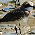 Siberian Sand Plover 1W to 1S<br />Kowa TSN4 + Sony DSC W100<br />
